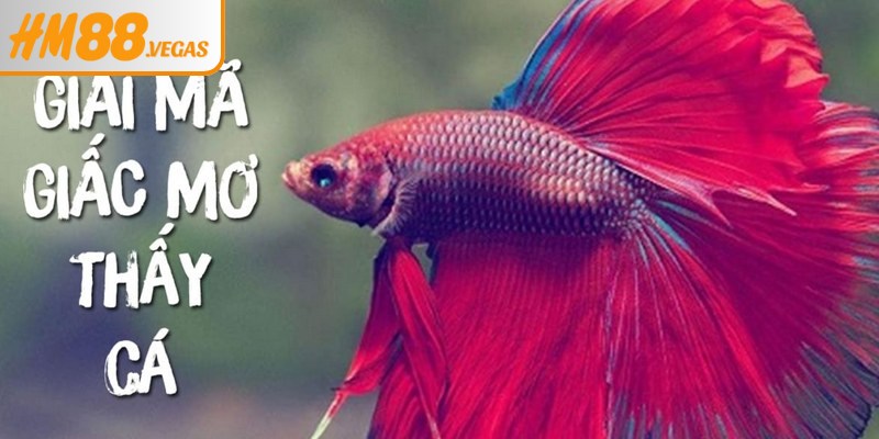 Giải mã ý nghĩa đằng sau giấc mơ thấy cá của bạn